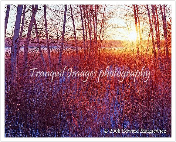 450501---Morning light burning through the frozen, wooded shoreline of Stoney Creek Lake